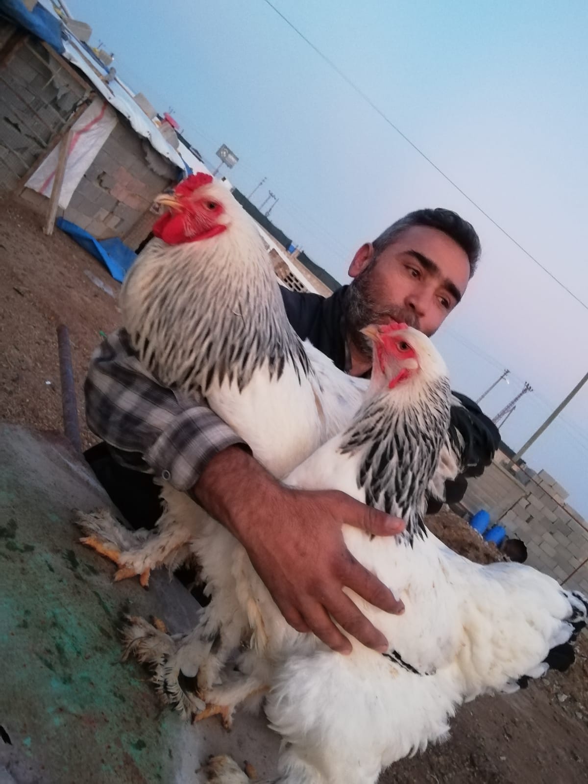 Asaf Tarım ve Hayvancılık